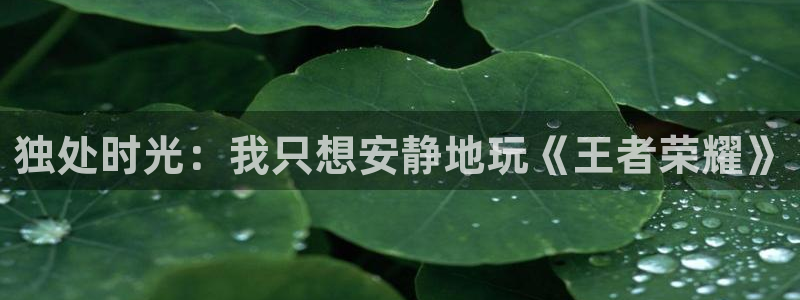 杏宇代理